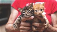 Donare il 5 per mille per La Casetta dei Gatti