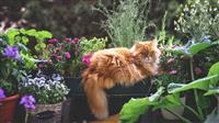 Sicurezza, balconi e giardini a prova di gatto